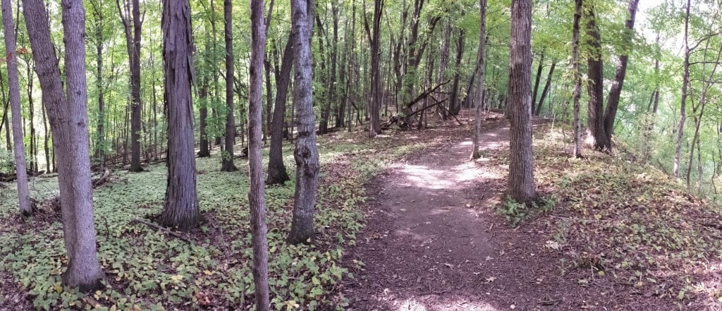 Trail of trees Great River Bluffs