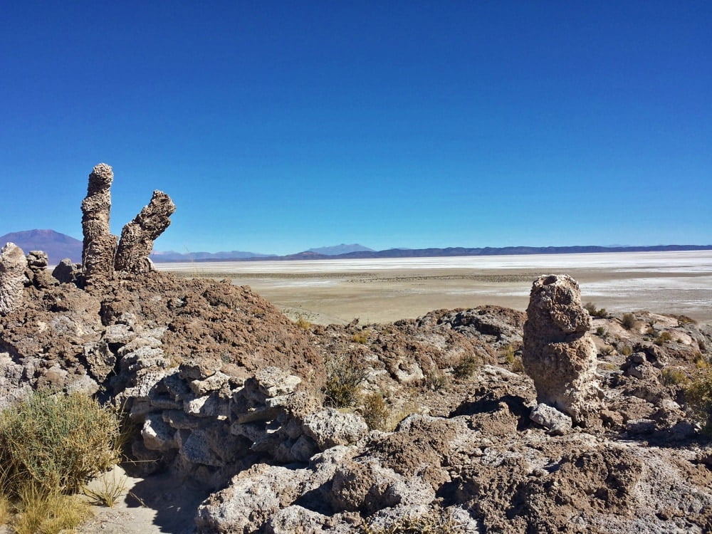 Bolivia Coral Cactus